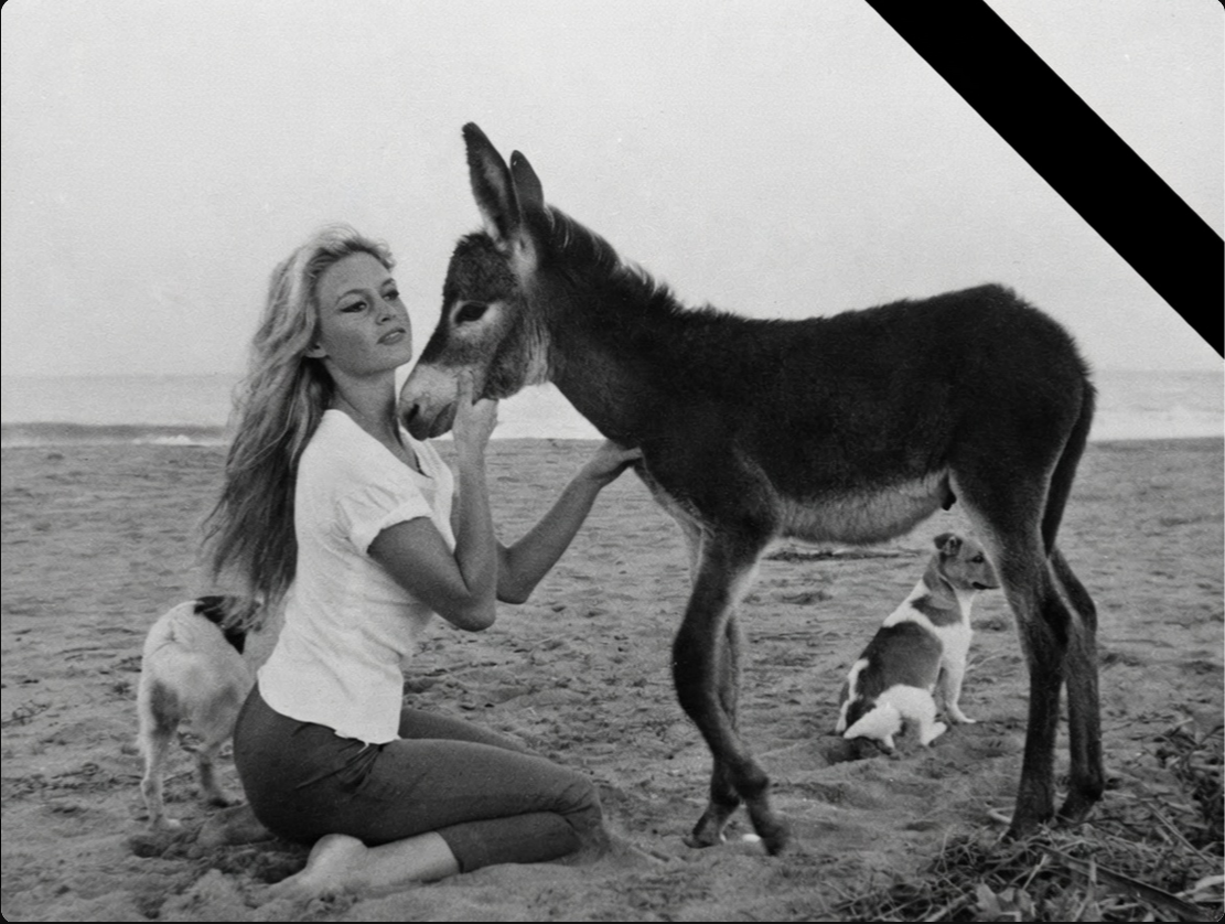 image_0931529_20251228_ob_6360b5_adieu-bb